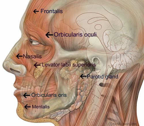 Muscles of facial expression